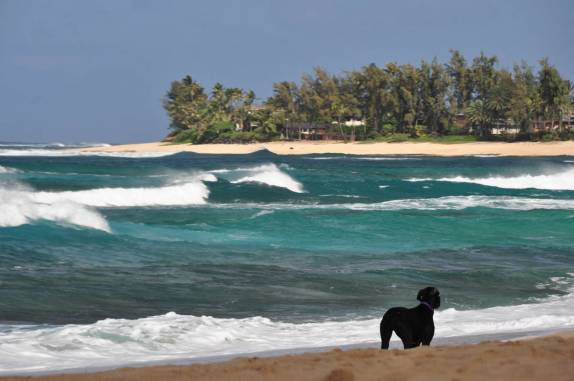 Até os cães apreciam as ondas de Pipeline, em Oahu, no Havaí